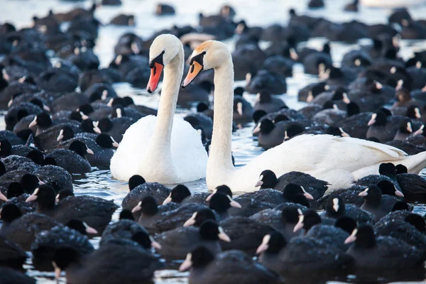 White swans on a lake, around many coots. — Stock Photo, Image