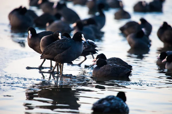 Kudde van meerkoeten (fulica atra) lopen op bevroren oppervlak van het meer. — Stockfoto