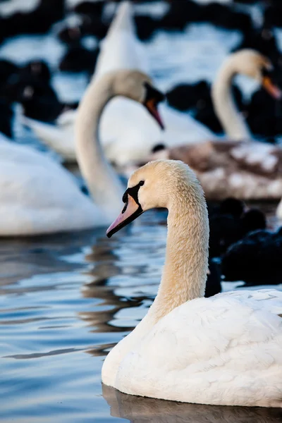 White swans on a lake, around many coots. — Stock Photo, Image