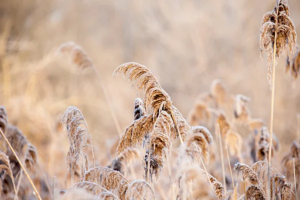 Närbild av torrt gräs i frost och skugga på snö — Stockfoto