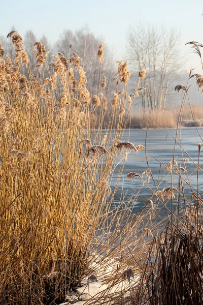 Lake pogoria. wintertijd landschap in Polen — Stockfoto