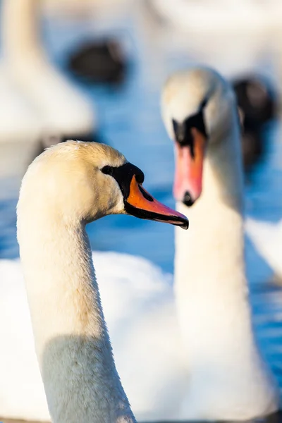Лебеди на озере с голубым фоном — стоковое фото