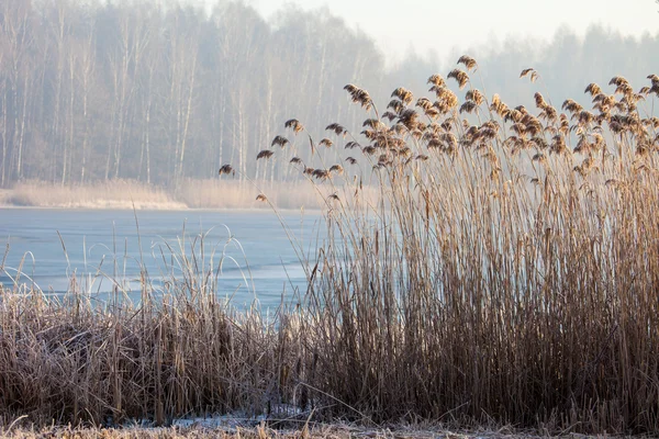 Lac Pogoria. Paysage d'hiver en Pologne — Photo