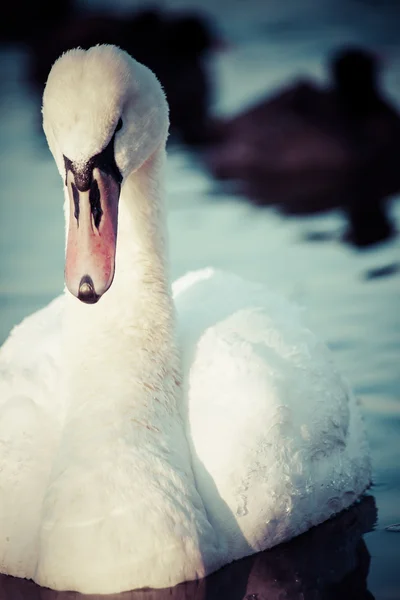 Cisnes en el lago con fondo de agua azul — Foto de Stock