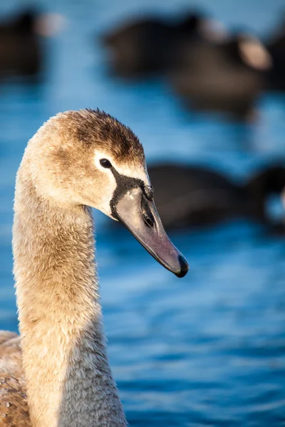 Portré, fiatal hattyú (cygnus olor), Lengyelország, pogoria-tó. téli idő. — Stock Fotó