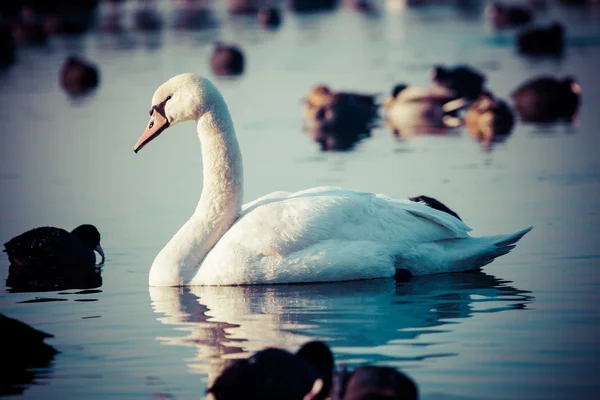 Beyaz kuğular gölde, çevresinde pek çok yaban ördeği. — Stok fotoğraf