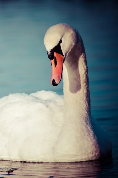 Cygnes sur le lac avec fond bleu — Photo