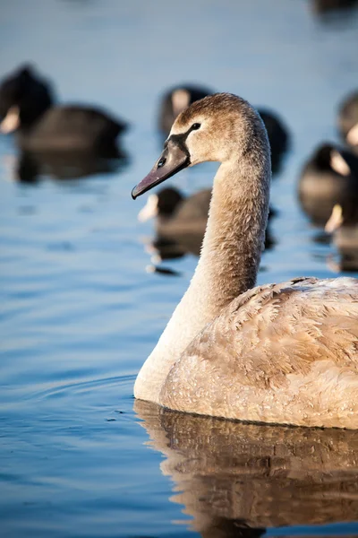 Portré, fiatal hattyú (cygnus olor), Lengyelország, pogoria-tó. téli idő. — Stock Fotó