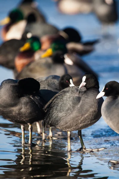 Σμήνος φαλαρίδες (fulica atra) περπάτημα στην παγωμένη επιφάνεια της λίμνης. — Φωτογραφία Αρχείου