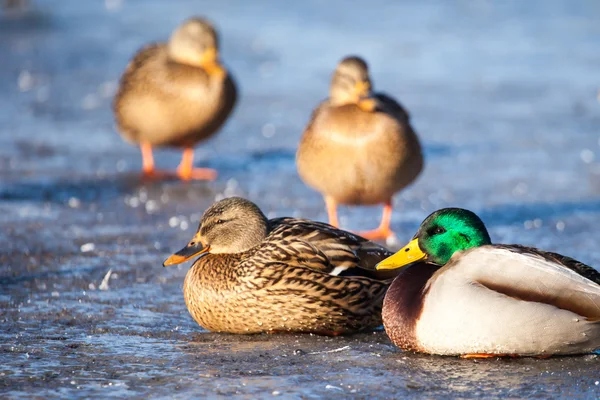 Buz gölü içinde oturan vahşi yeşilbaş ördekler. — Stok fotoğraf