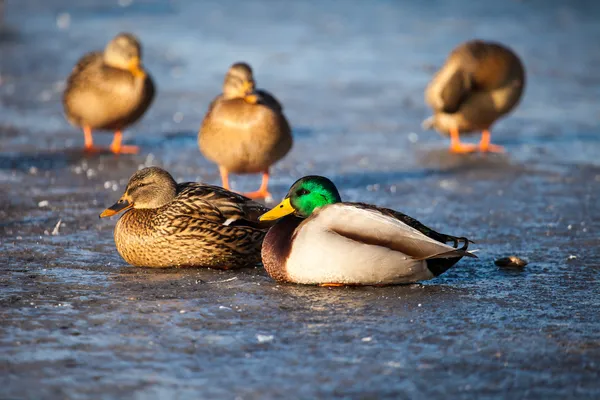 Patos Mallard selvagens sentados no lago de gelo . — Fotografia de Stock