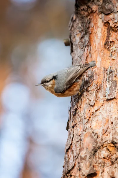 Red-breasted Nuthatch (Sitta canadensis) is a small songbird. — Stock Photo, Image