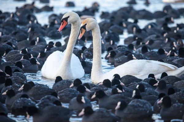 White swans on a lake, around many coots. — Stock Photo, Image