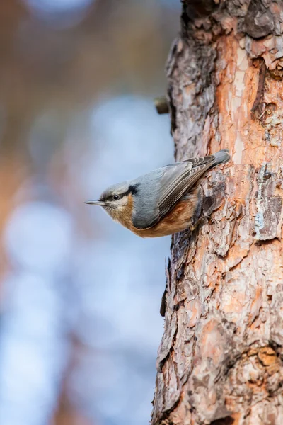 Красногрудый нутх (Sitta canadensis) - маленькая певчая птица . — стоковое фото