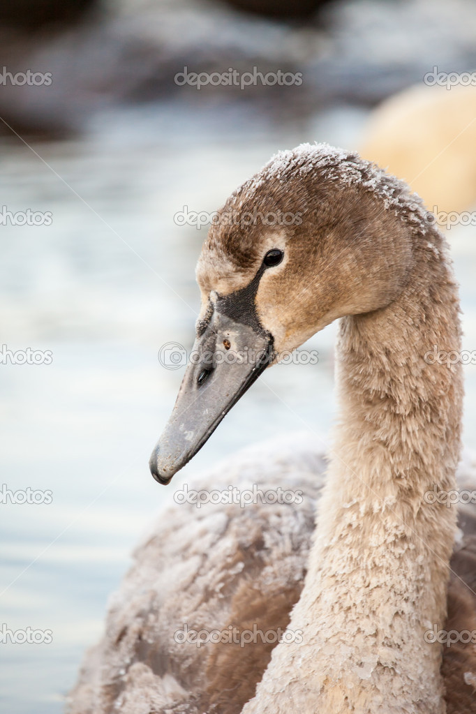 Portrait of a young swan (Cygnus olor), Poland,Pogoria lake. Winter time.
