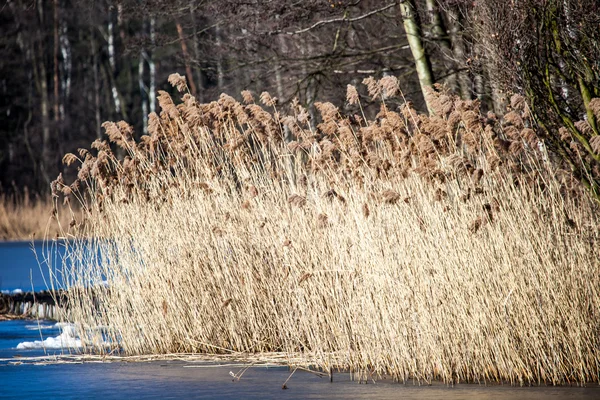Hierba seca en invierno, Polonia . — Foto de Stock