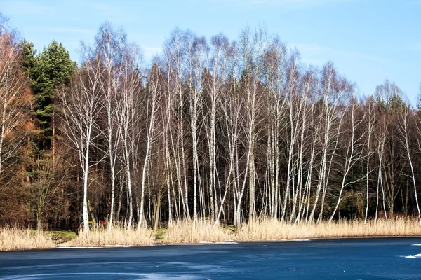 冬天的时候景观湖和白桦树，波兰 — 图库照片