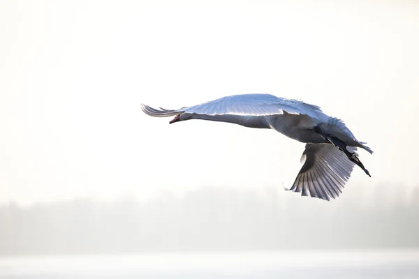 Flying mute swan in winter time — Stock Photo, Image