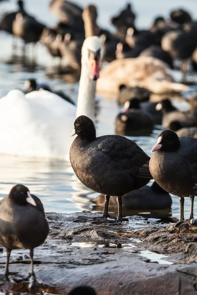 Swan floating on the water at winter time. — Stock Photo, Image