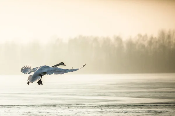 冬季飞行的沉默天鹅 — 图库照片