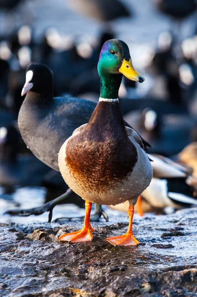 Άγρια mallard αρσενική πάπια πάνω από Φαλαρίδες. — Φωτογραφία Αρχείου