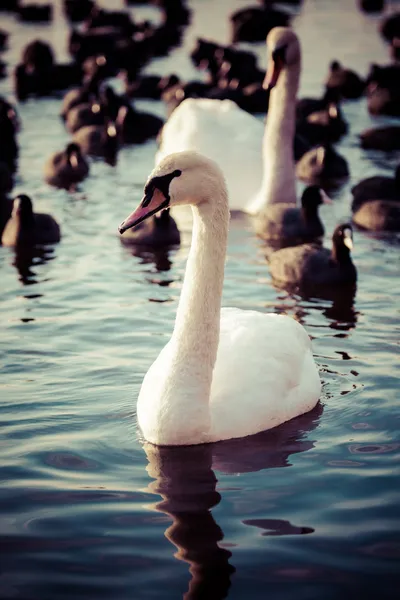 Cisne flutuando na água no inverno . — Fotografia de Stock