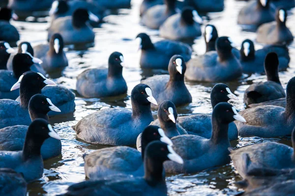 Kudde van meerkoeten (fulica atra) op bevroren meer — Stockfoto