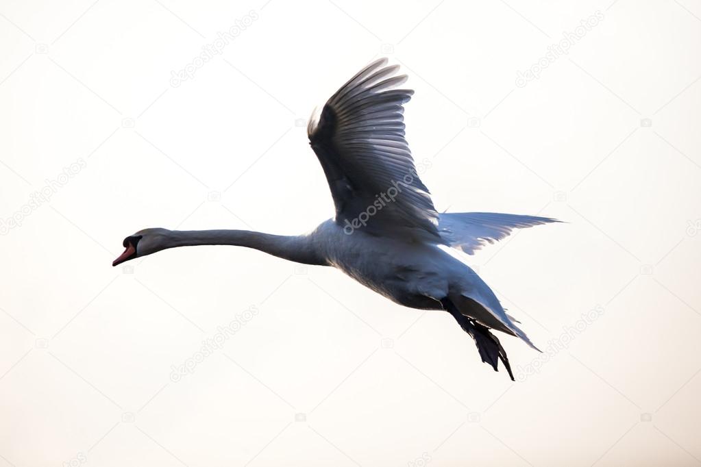 Flying mute swan in winter time