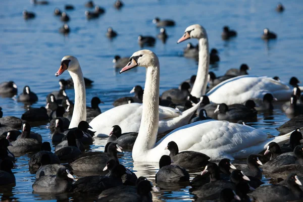 Swans on the lake with blue water background — Stock Photo, Image