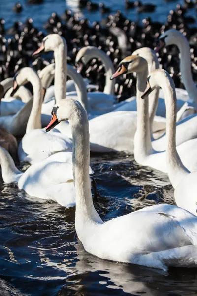 Swans on the lake with blue water background — Stock Photo, Image