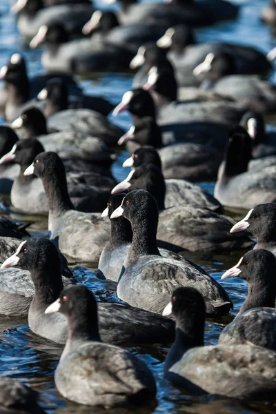 Kudde van meerkoeten (fulica atra) op bevroren meer — Stockfoto