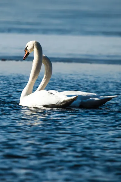 青い水の背景を持つ湖の白鳥 — ストック写真