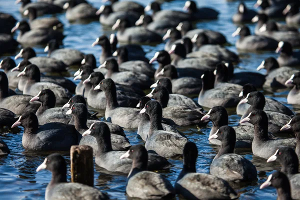Yaban ördeği (fulica atra) donmuş göl üzerinde sürüsü — Stok fotoğraf