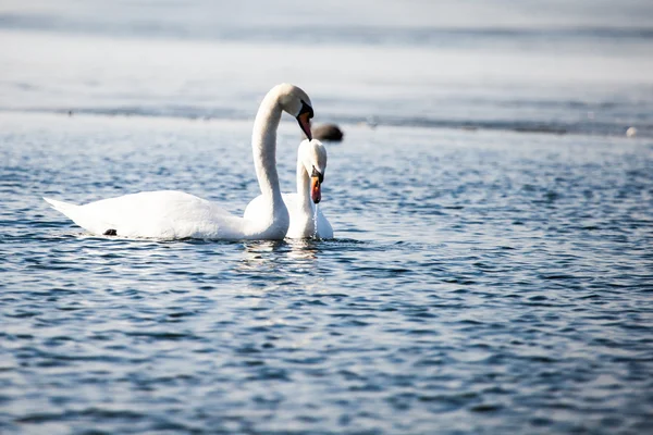 Cisnes en el lago con fondo de agua azul — Foto de Stock