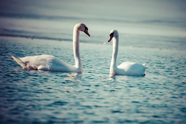 Swans on the lake with blue water background — Stock Photo, Image