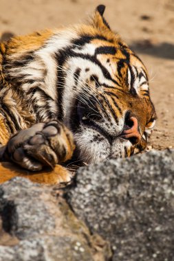 Tiger portresi kapatmak