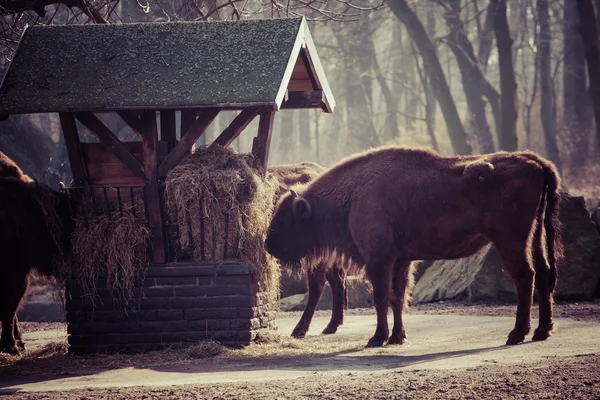 Стадо бизонов в национальном парке . — стоковое фото