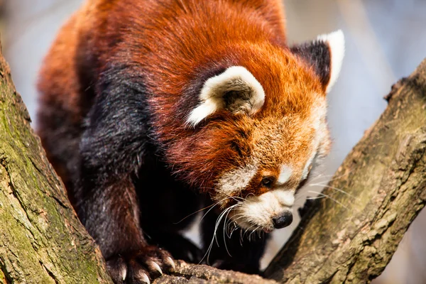 Röd panda (ailurus fulgens) sitter i ett träd på ett zoo. — Stockfoto
