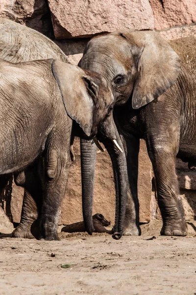 Afrikaanse olifanten met hun slurfen — Stockfoto