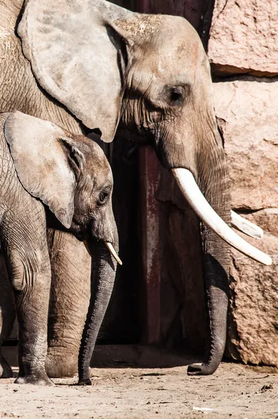 Afrikaanse olifanten met hun slurfen — Stockfoto