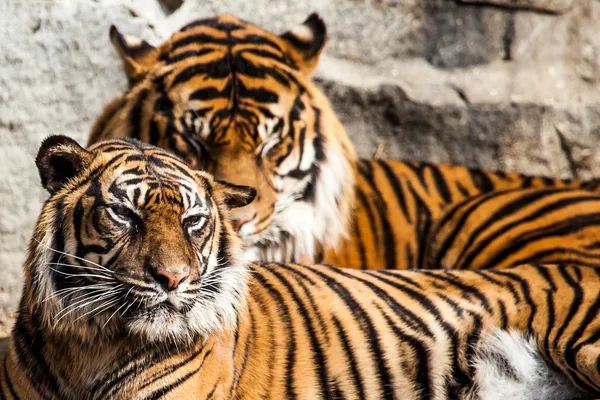 Tiger portresi kapatmak — Stok fotoğraf