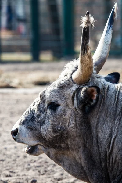 Vacca bianca seduta in terra asciutta . — Foto Stock