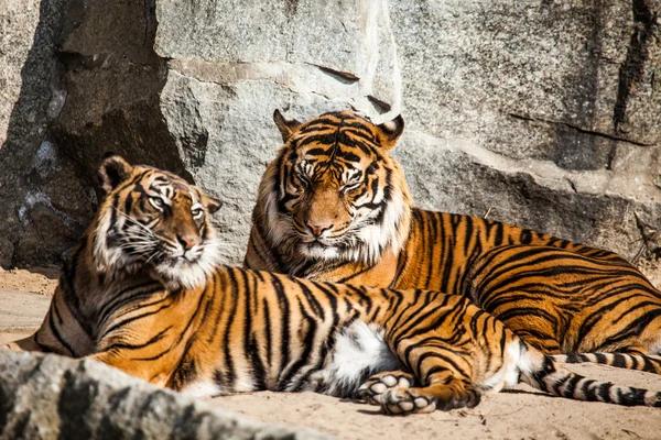 Tygrys z bliska portret — Zdjęcie stockowe