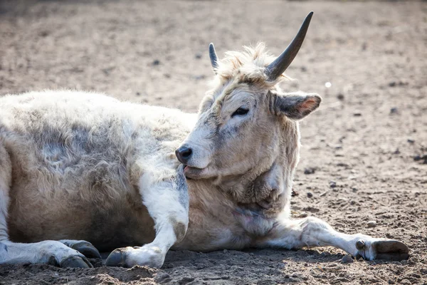 乾燥した地面に座っている白い牛. — ストック写真