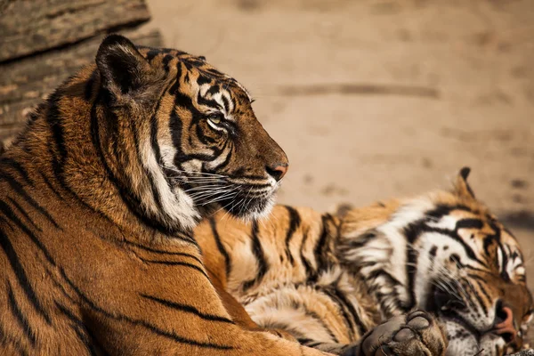 Tigre primer plano retrato —  Fotos de Stock