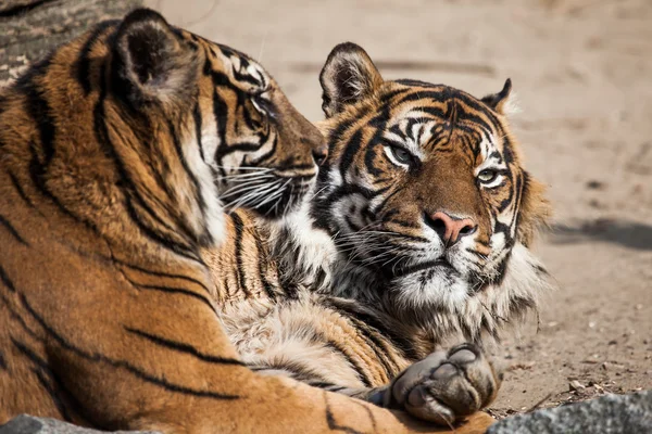 Tiger portresi kapatmak — Stok fotoğraf