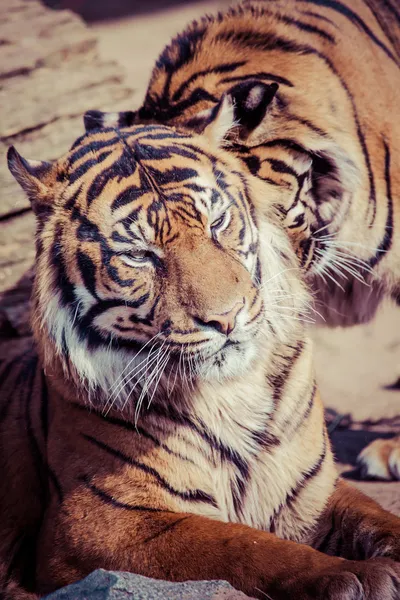 Tijger close-up portret — Stockfoto