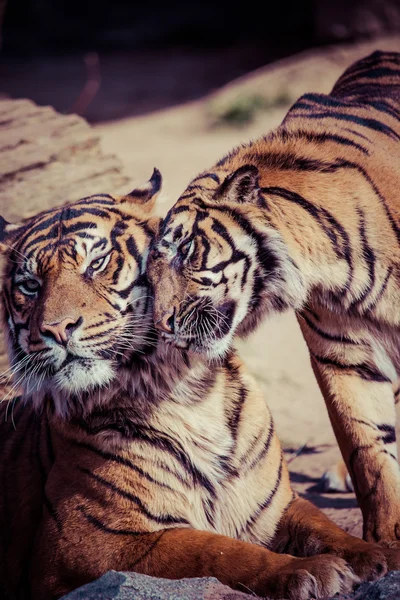 Tigre primer plano retrato —  Fotos de Stock