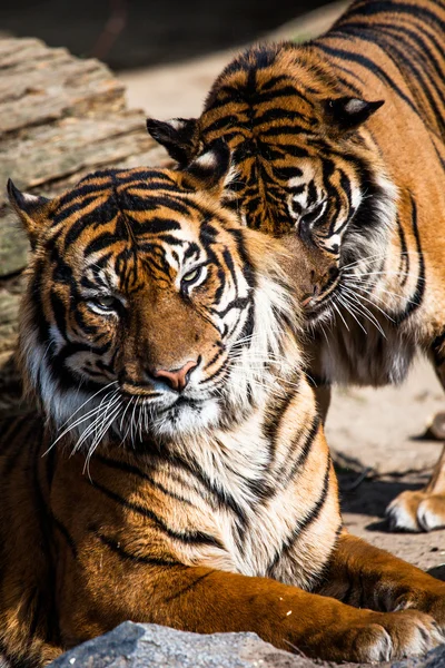 Tigre primer plano retrato —  Fotos de Stock