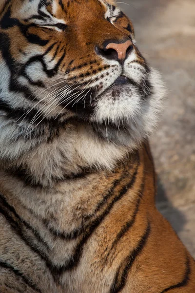 Tigre Fechar Retrato — Fotografia de Stock